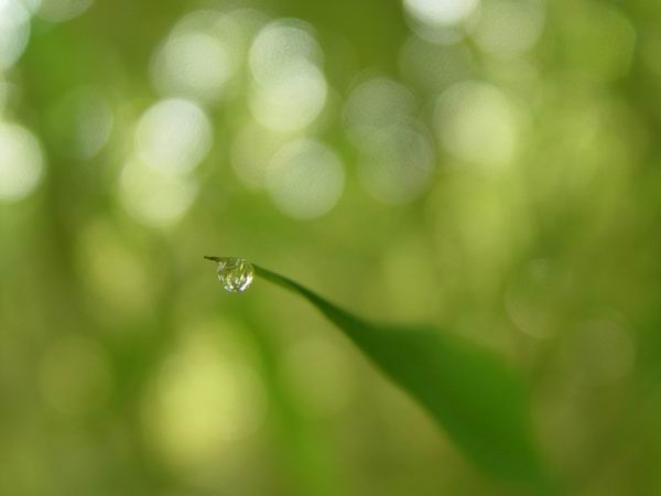 晨露