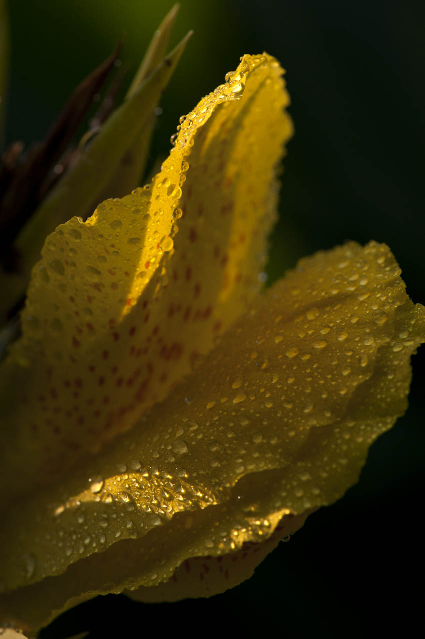 [原创]秋季花儿别样颜