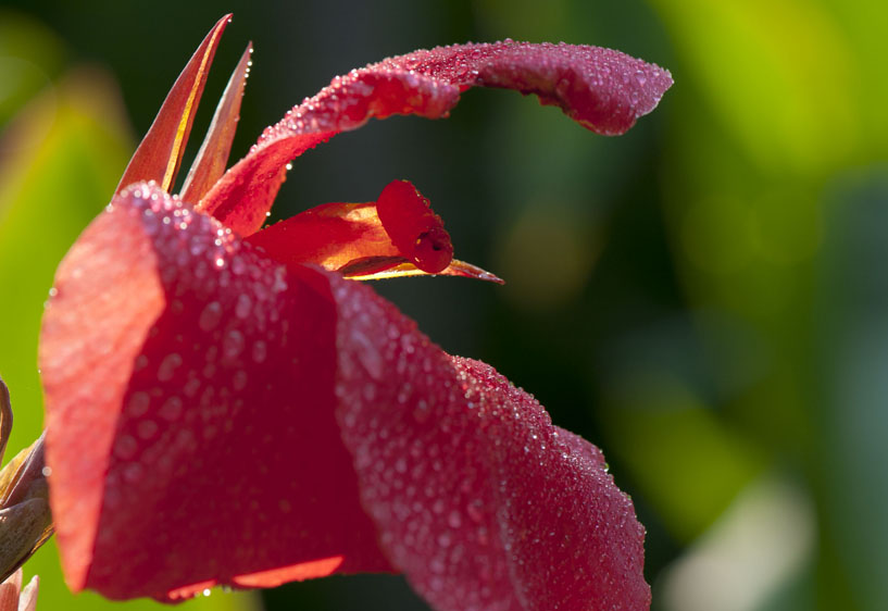 [原创]秋季花儿别样颜