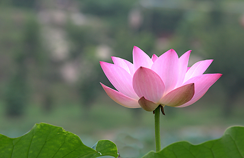梅兰竹菊花卉帖