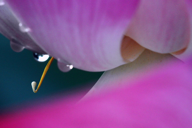 [原创]  花开时节虫鸟鸣