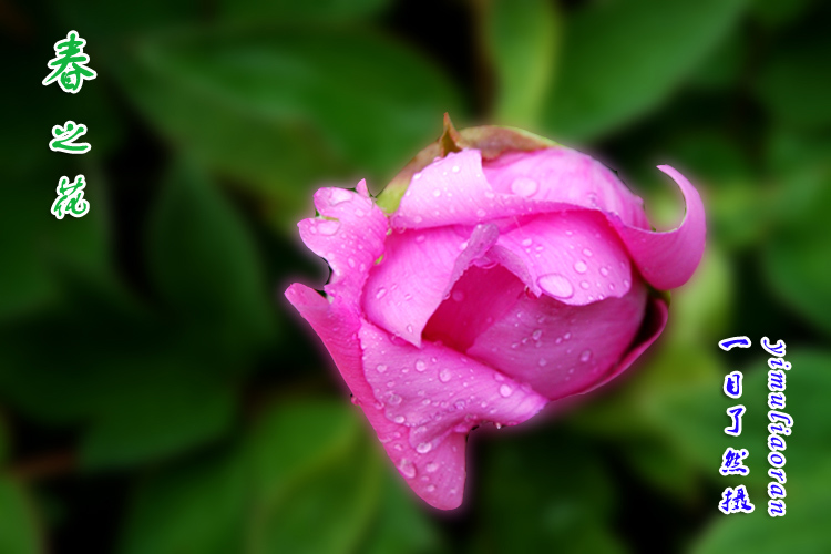 四季一枝花