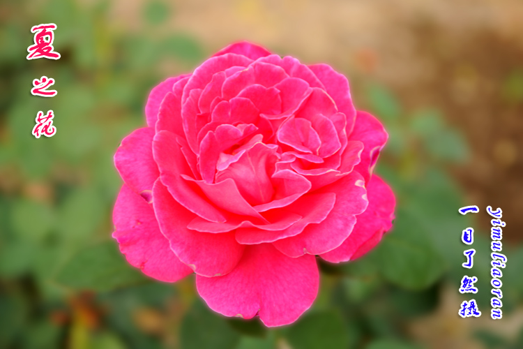 四季一枝花