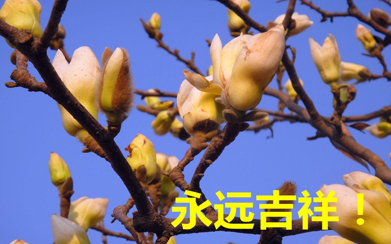 [原创]提前拜年