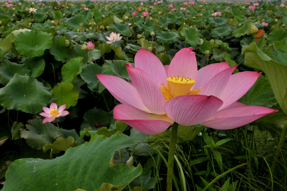 十月荷花始飘香