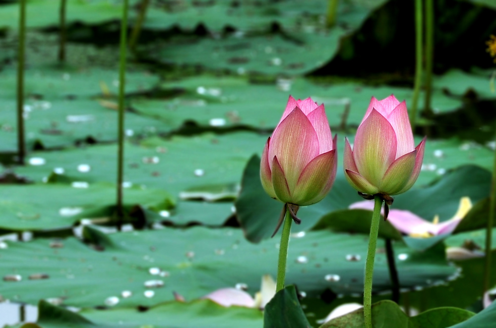 十月荷花始飘香