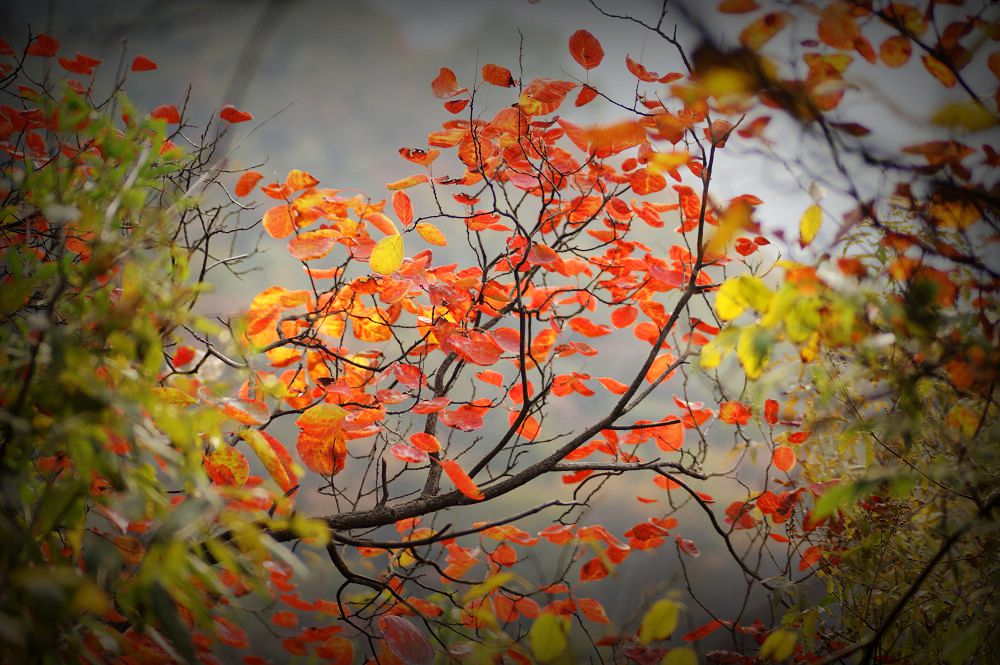 太行山红叶[原创]