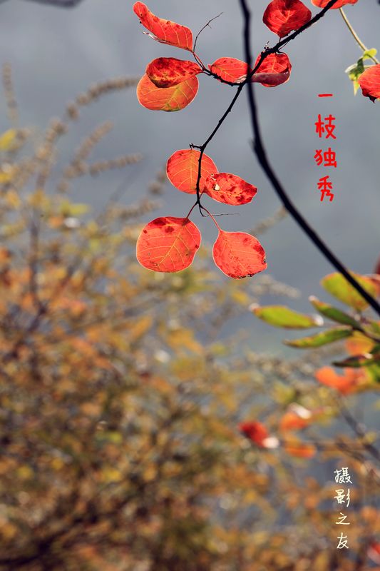 焦作青天河