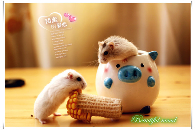 仓鼠情怀