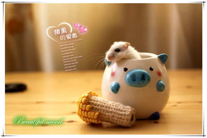 仓鼠情怀
