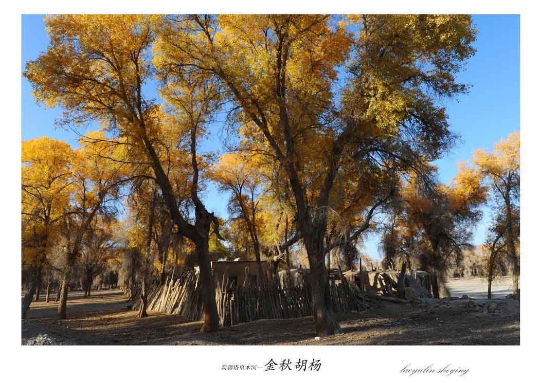 新疆塔里木河—金秋胡杨(1)