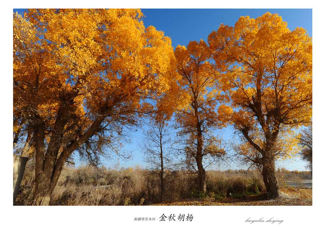 新疆塔里木河—金秋胡杨(1)