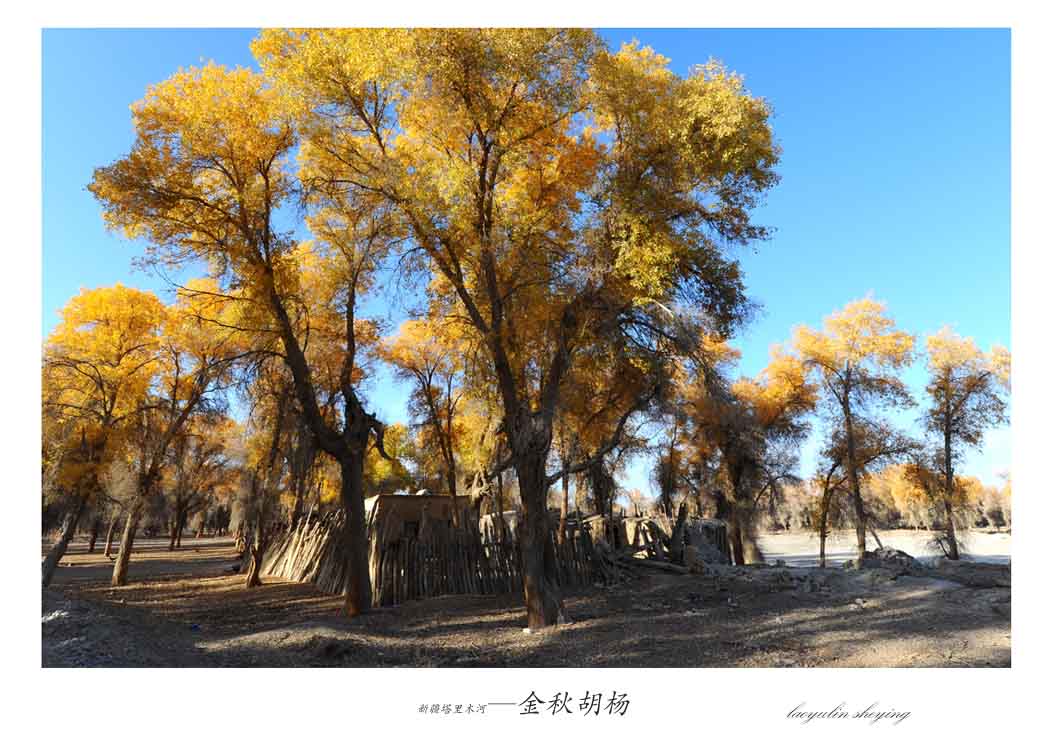 新疆塔里木河—金秋胡杨(1)
