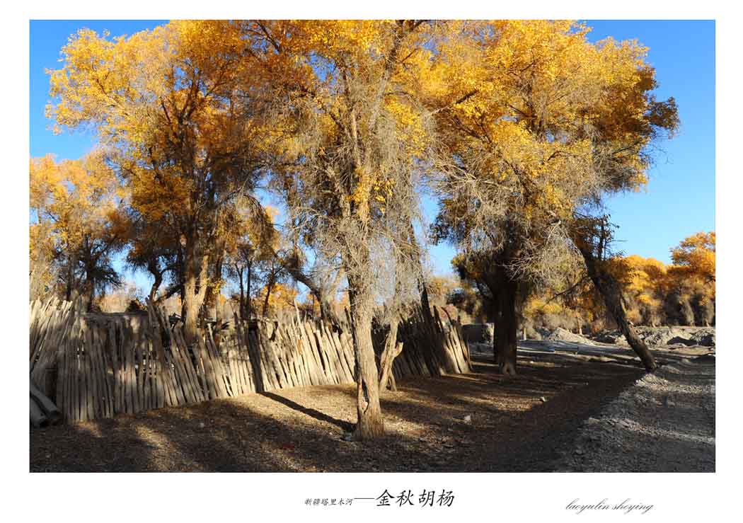 新疆塔里木河—金秋胡杨(1)