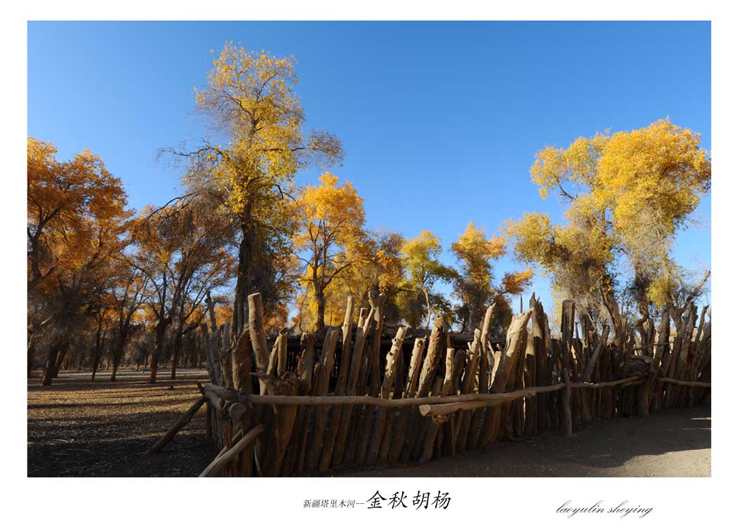 新疆塔里木河—金秋胡杨(1)