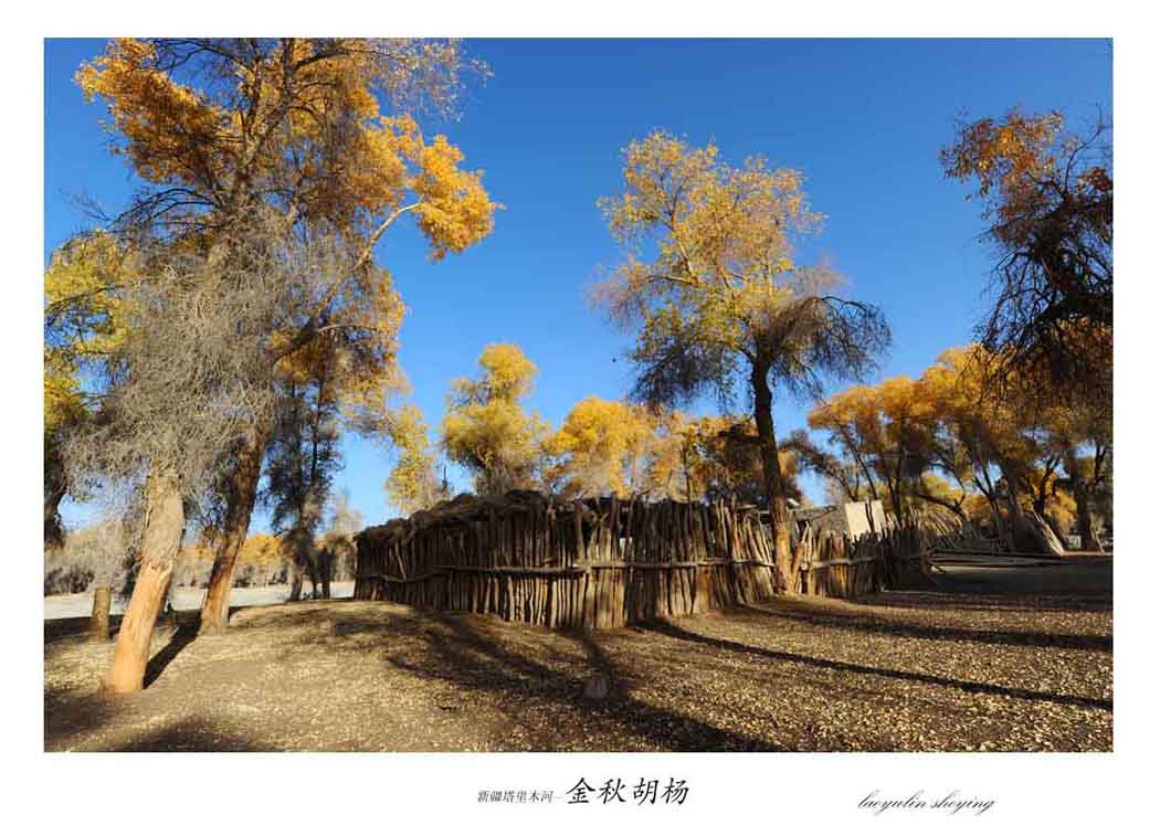 新疆塔里木河—金秋胡杨(1)