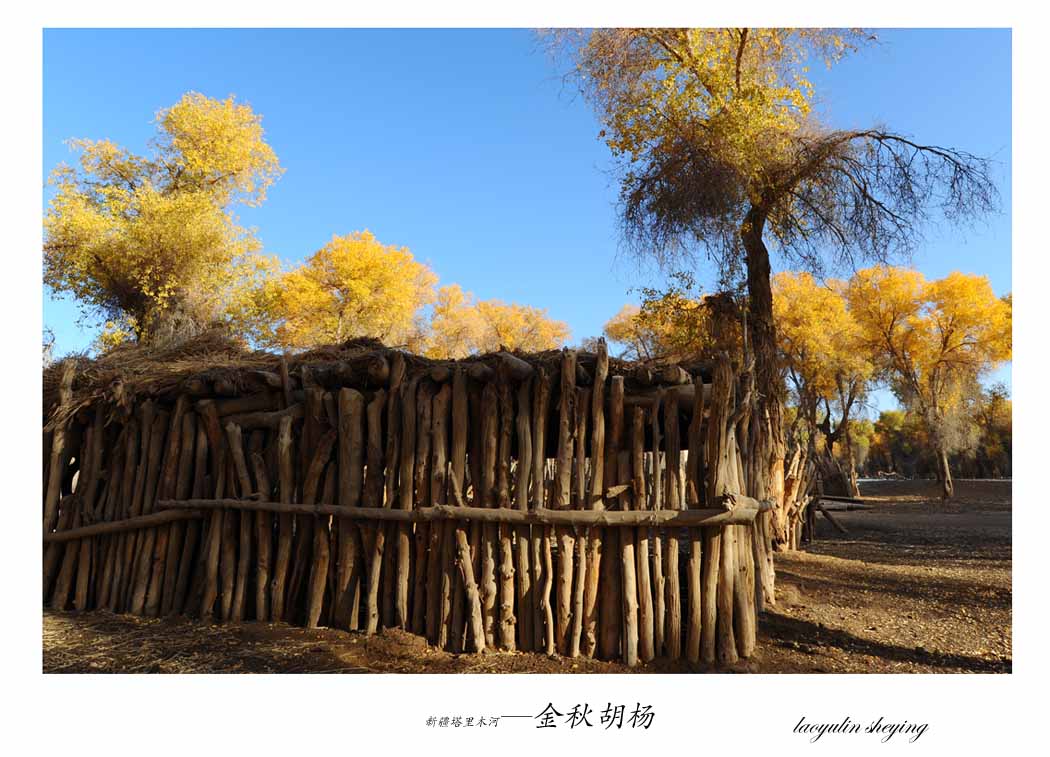 新疆塔里木河—金秋胡杨(1)