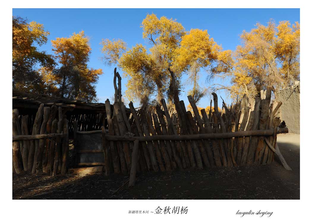 新疆塔里木河—金秋胡杨(1)