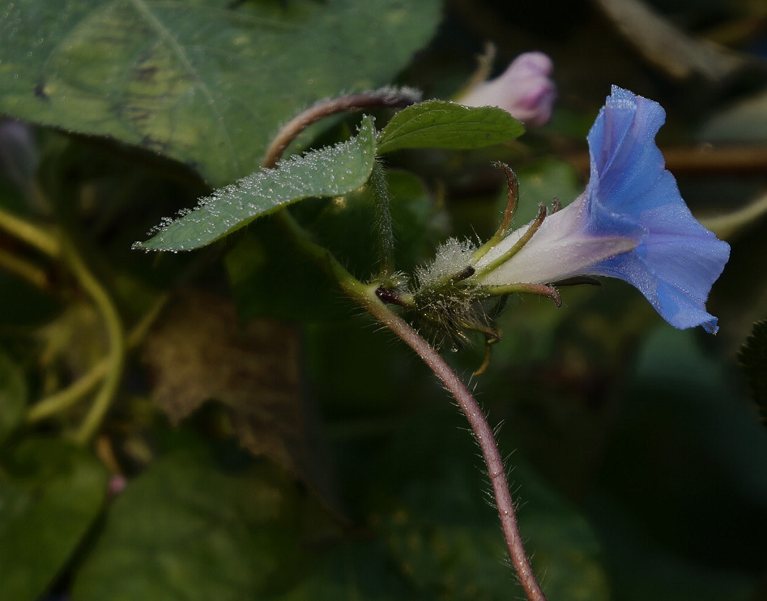 长假拍花草