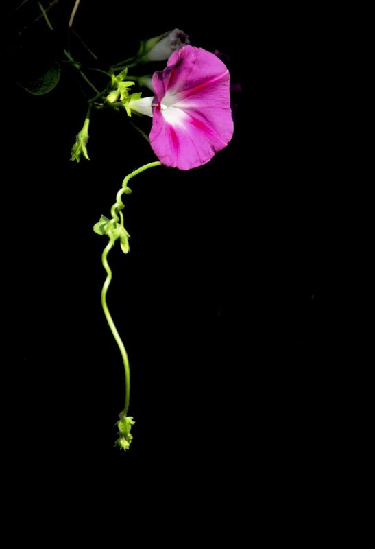 花韵