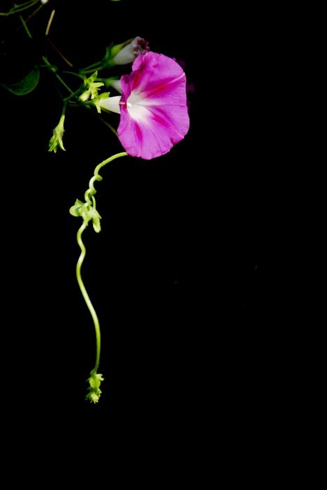 花韵
