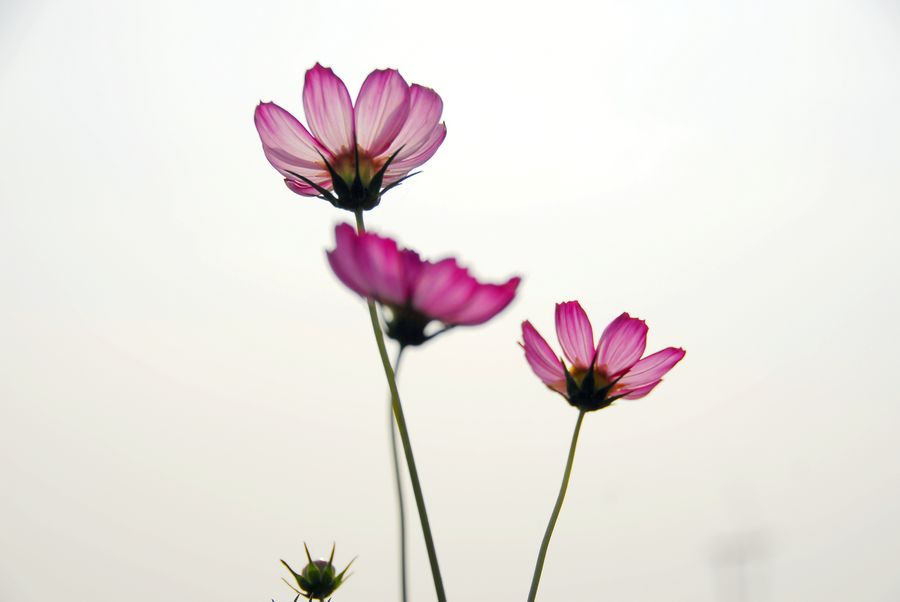 花韵