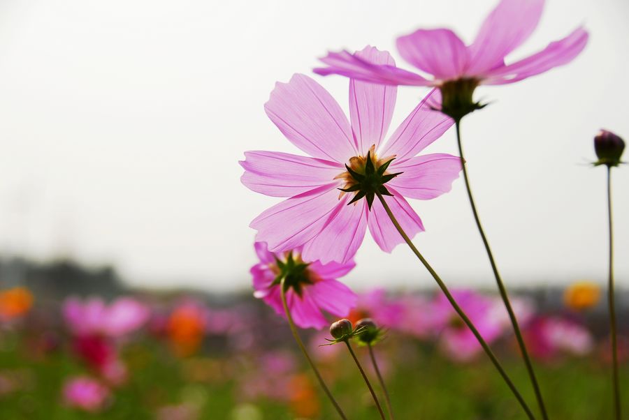 花韵
