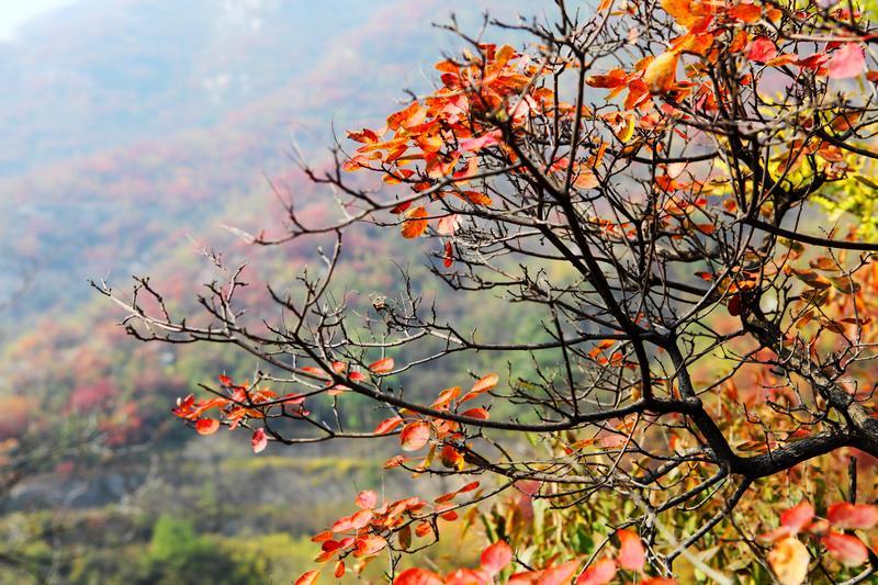 万山红遍  层林尽然