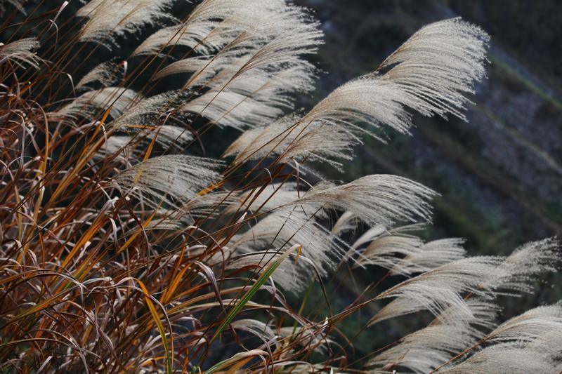万山红遍  层林尽然