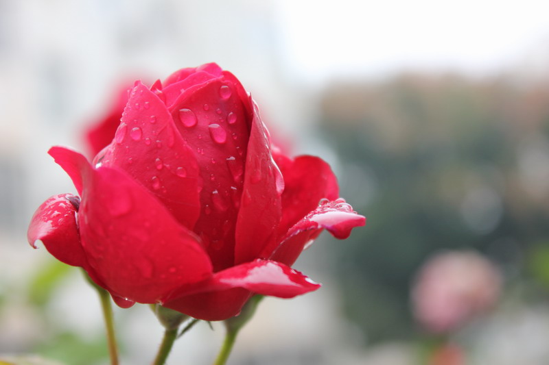 雨后小花，请指导