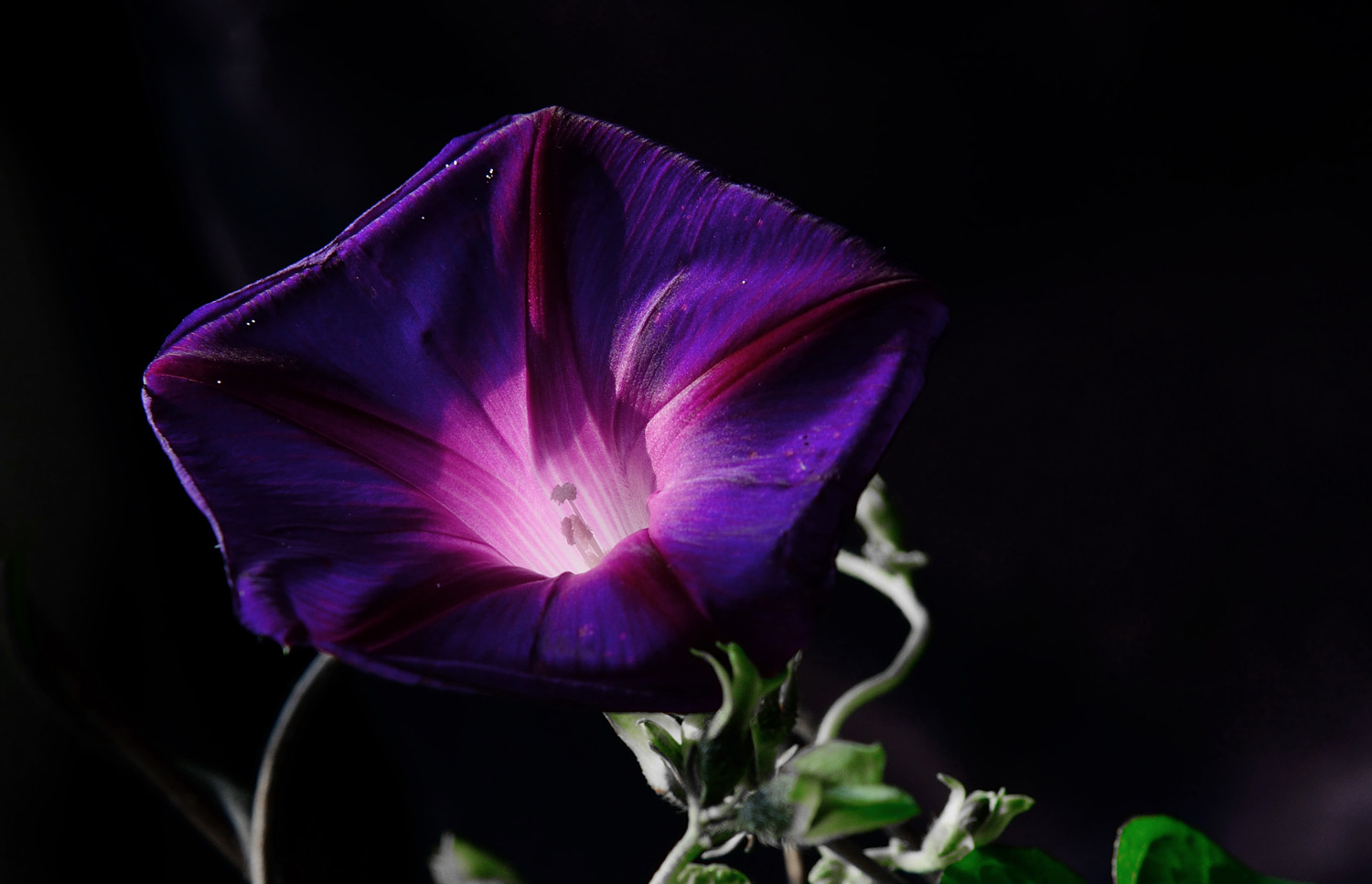 D800的高画质