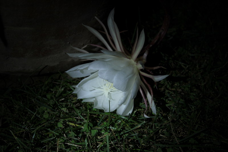 一组坛花