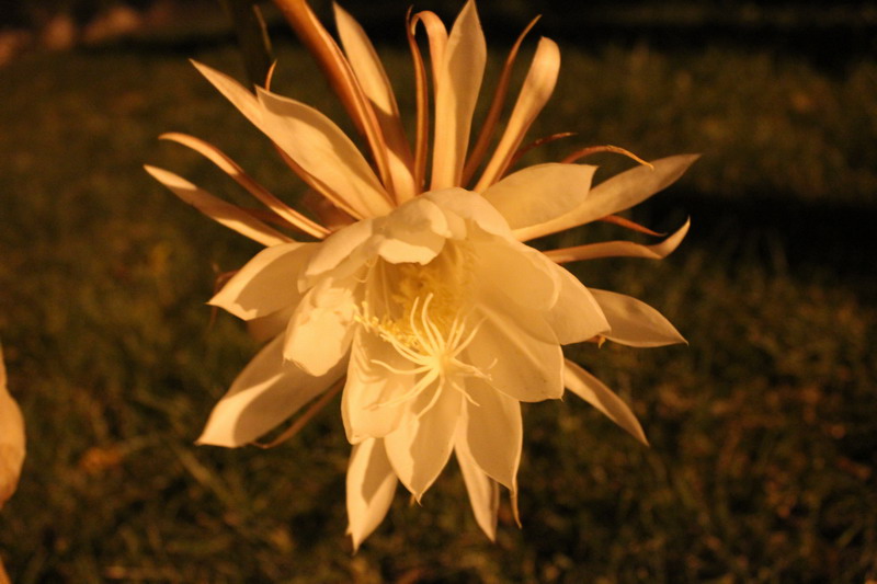一组坛花