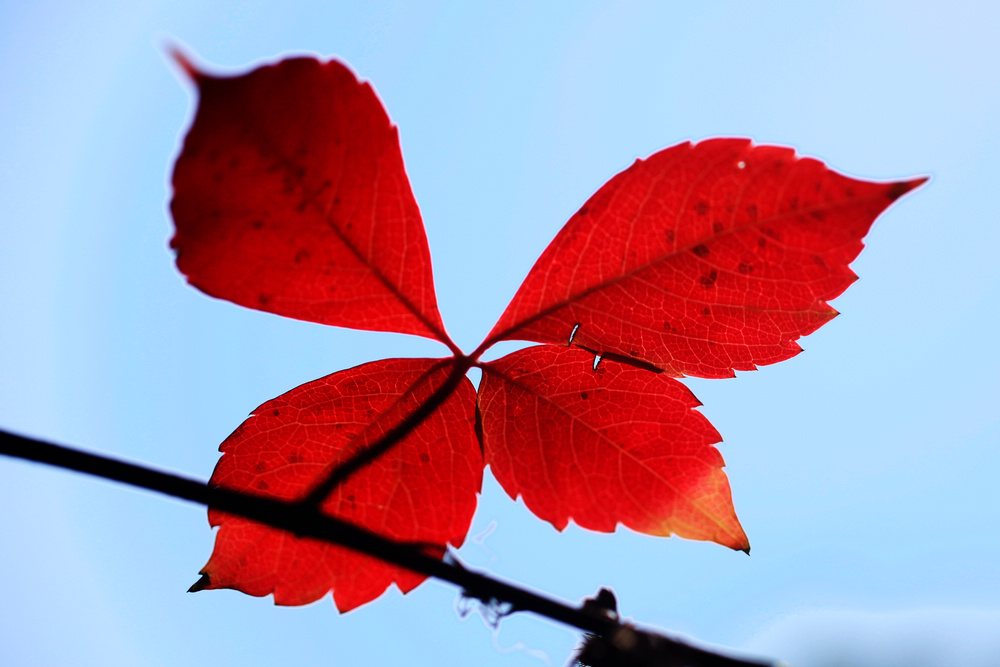 霜叶红于二月花