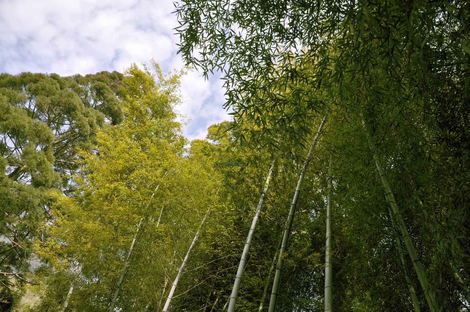 庐山风景