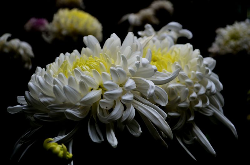 秋菊斗艳