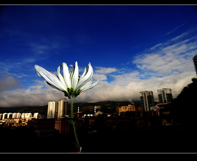 窗台上的菊花