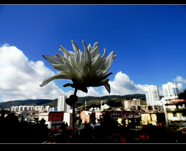 窗台上的菊花