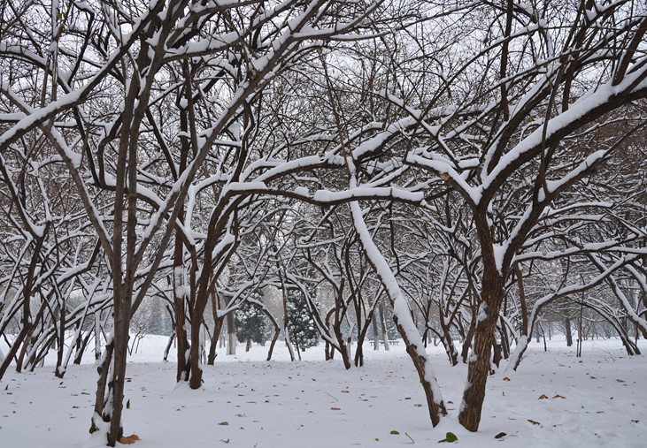 2012年的第一场雪