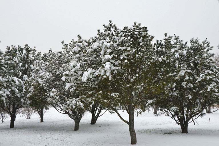 2012年的第一场雪