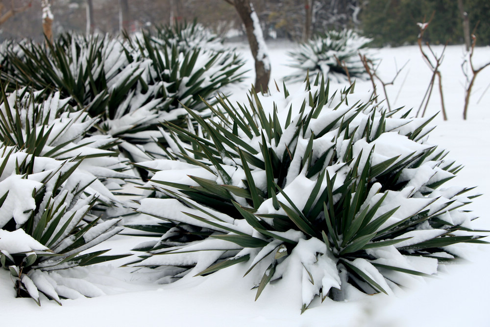 雪景随拍