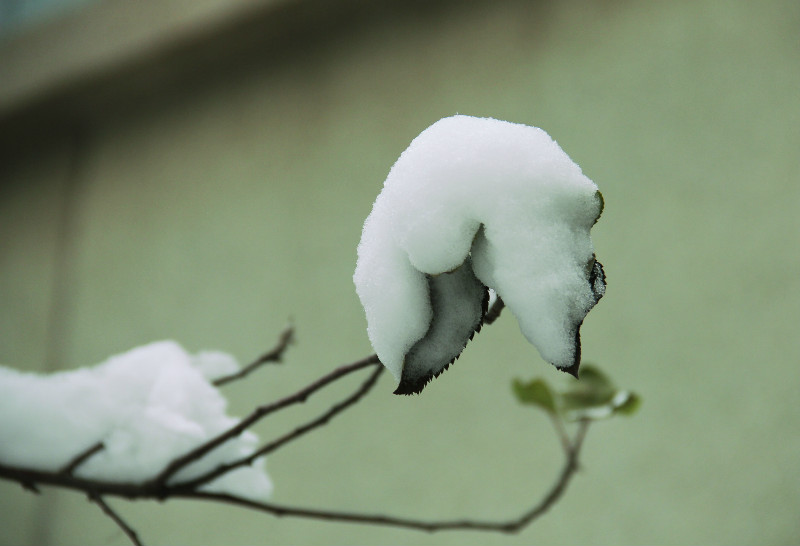 第一次拍雪景，真兴奋！