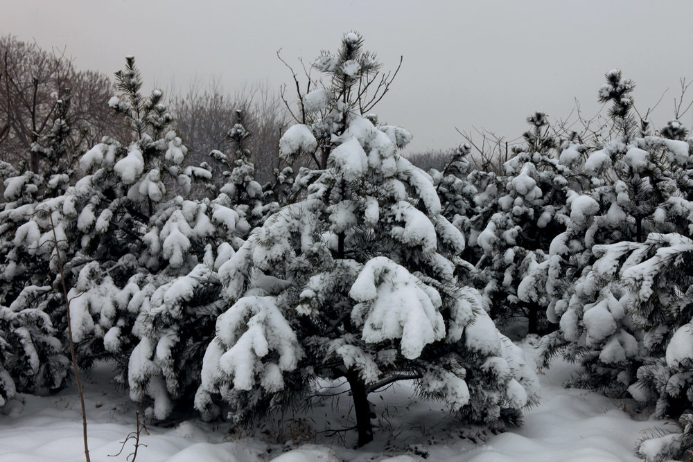 雪景随拍