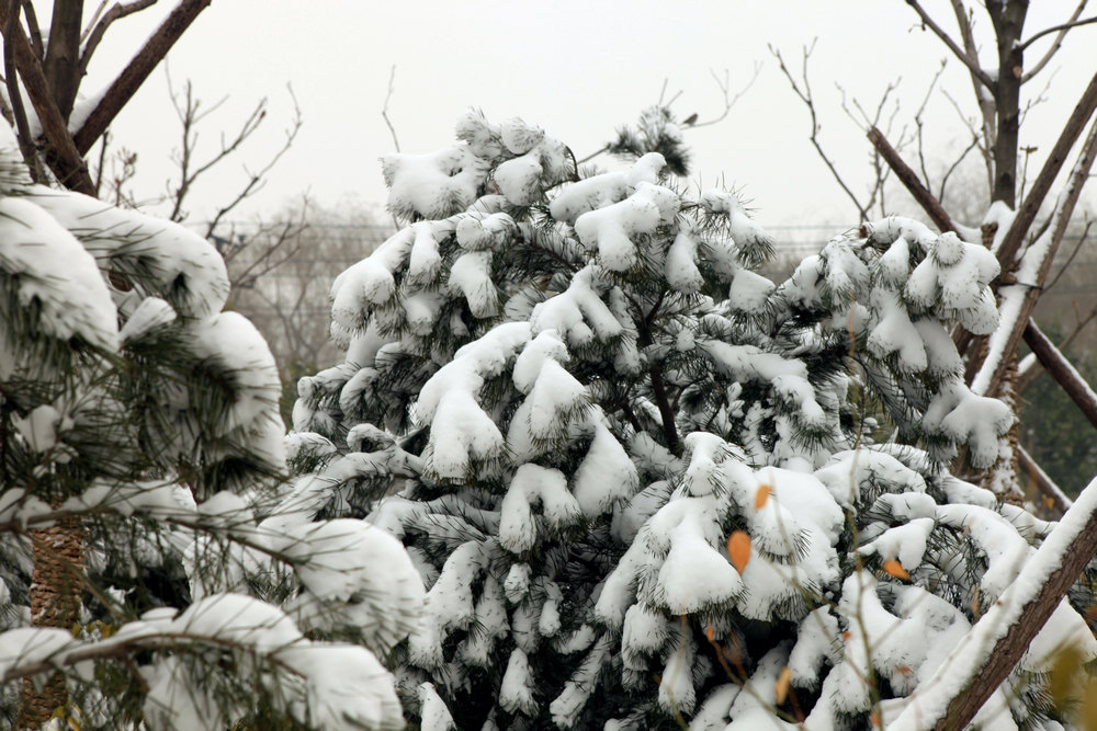 雪景随拍