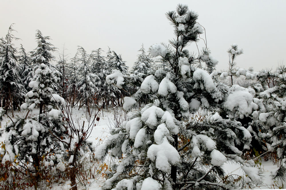 雪景随拍