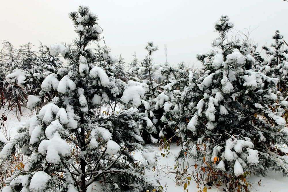 雪景随拍