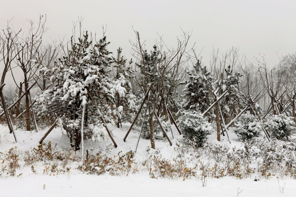 雪景随拍