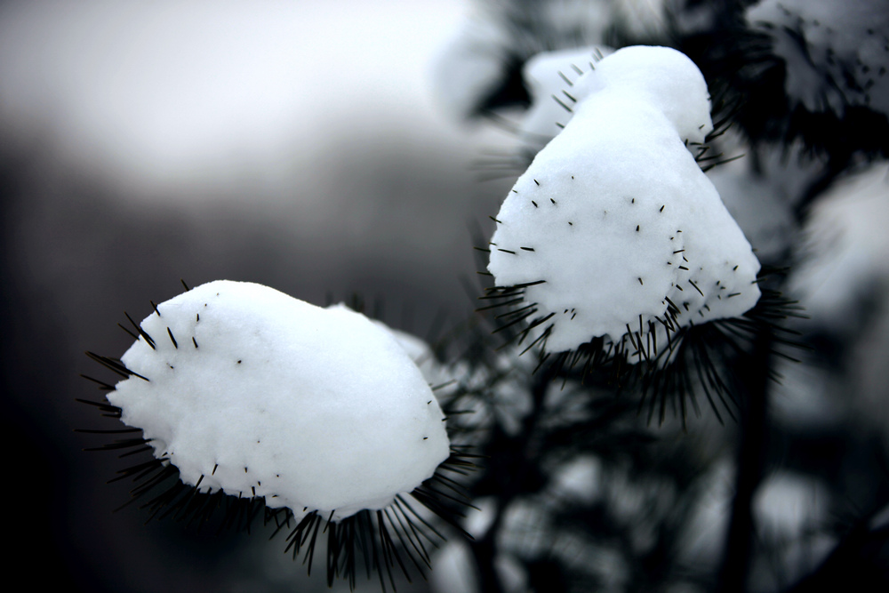 雪景随拍
