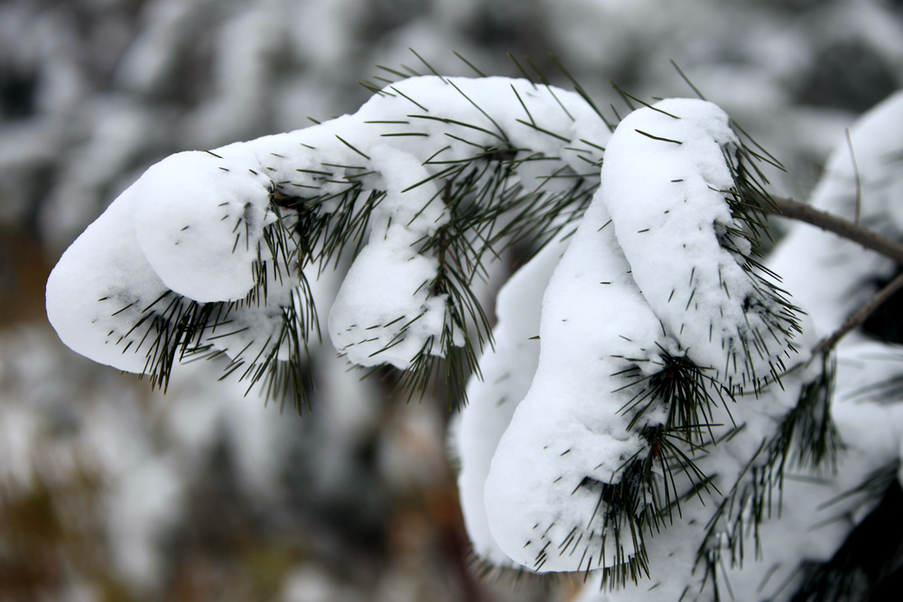 雪景随拍