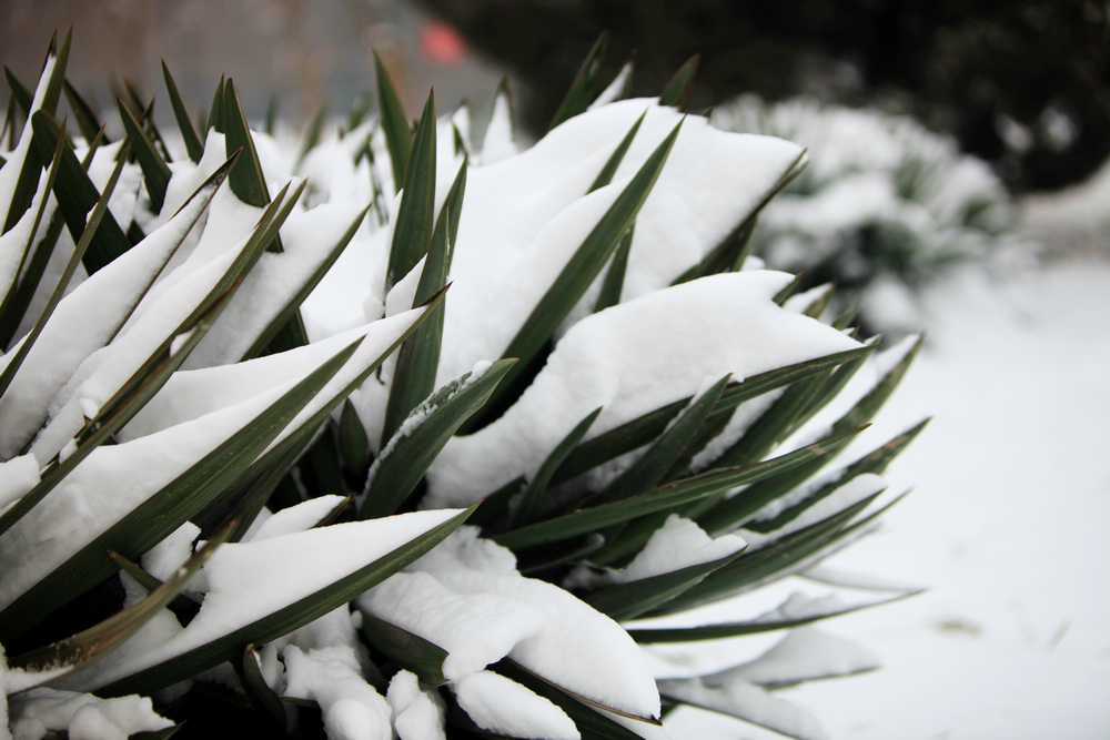 雪景随拍